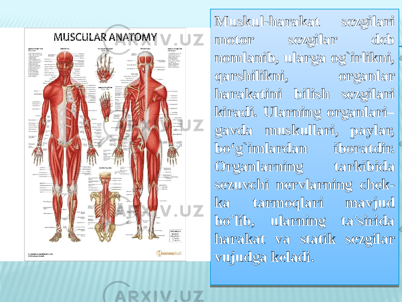 Muskul-harakat sezgilari motor sezgilar deb nomlanib, ularga og`irlikni, qarshilikni, organlar harakatini bilish sezgilari kiradi. Ularning organlari– gavda muskullari, paylar, bo‘g`imlardan iboratdir. Organlarning tarkibida sezuvchi nervlarning chek- ka tarmoqlari mavjud bo&#39;lib, ularning ta&#39;sirida harakat va statik sezgilar vujudga keladi.33220F11221B 30161916 1716 2113 2413 110D 0C 2616 44140C 0F 1113 2616 2413 20 