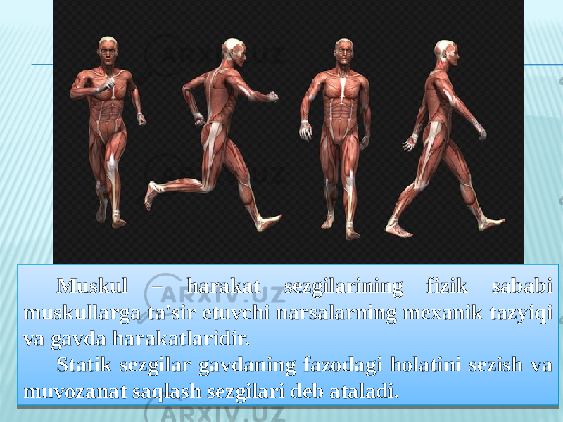 Muskul – harakat sezgilarining fizik sababi muskullarga ta&#39;sir etuvchi narsalarning mexanik tazyiqi va gavda harakatlaridir. Statik sezgilar gavdaning fazodagi holatini sezish va muvozanat saqlash sezgilari deb ataladi.33 30 2013 09 30 