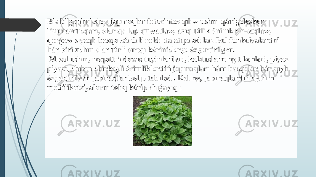 Biz bilgenimizdey, japıraqlar fotosintez qılıw ushın qánigelesken. Bunnan tısqarı, olar qollap-quwatlaw, azıq-túlik ónimlerin saqlaw, qorǵaw sıyaqlı basqa zárúrli roldı da atqaradılar. Bul funkciyalardıń hár biri ushın olar túrli sırtqı kórinislerge ózgertirilgen. Mısal ushın, noqattıń dawıs túyinlerileri, kaktuslarning tikenleri, piyaz piyazı, shıbın-shirkeyli ósimliklerdiń japıraqları hám basqalar hár qıylı ózgertirilgen japıraqlar bolıp tabıladı. Keling, japıraqlardıń ayırım modifikatsiyaların tolıq kórip shıǵayıq : 