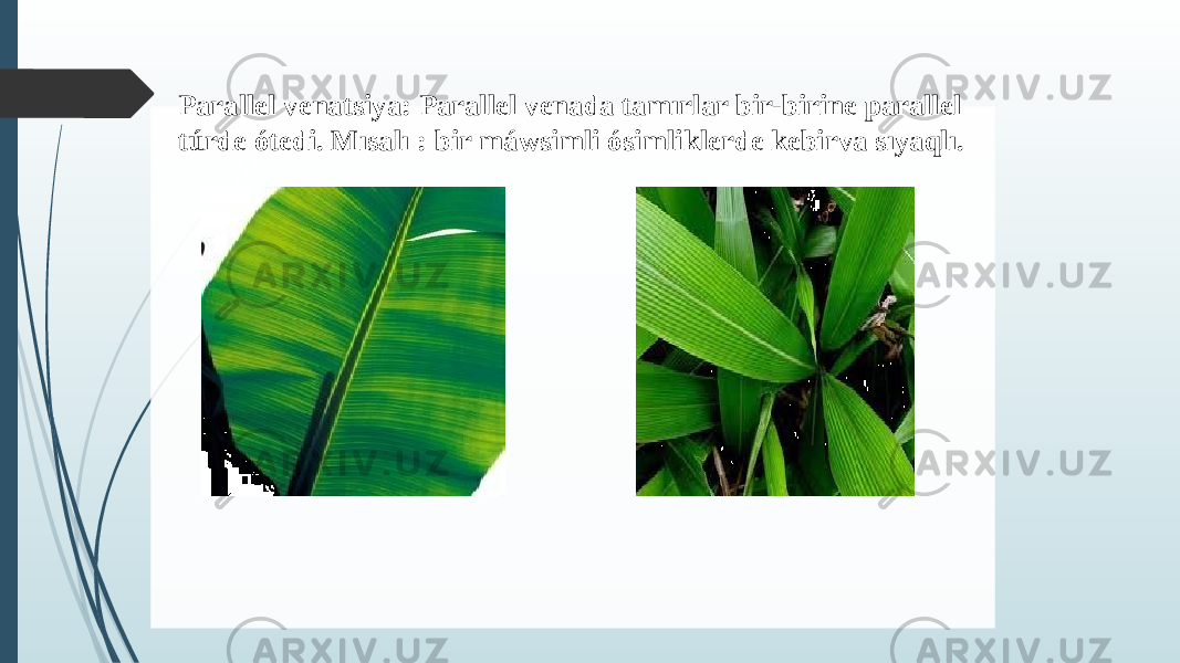 Parallel venatsiya: Parallel venada tamırlar bir-birine parallel túrde ótedi. Mısalı : bir máwsimli ósimliklerde kebirva sıyaqlı. 
