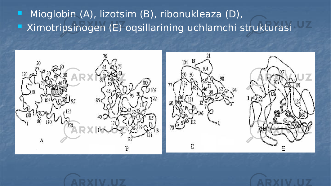  Mioglobin (A), lizotsim (B), ribonukleaza (D),  Ximotripsinogen (E) oqsillarining uchlamchi strukturasi 