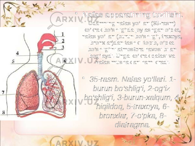 • Nafas apparatining tuzilishi. • Odamning nafas yo’llari (35-rasm) ko’krak bo’shlig’ida joylashgan o’pka, nafas yo’llari (burun bo’shlig’i, traxeya, bronxlar)dan tashkil topib, o’pka bo’shlig’ini atmosfera havosi bilan bog’laydi. Unga ko’krak qafasi va nafas mushaklari ham kiradi. • 35-rasm. Nafas yo’llari. 1- burun bo’shlig’i, 2-og’iz bo’shlig’i, 3-burun-xalqum, 4- hiqildoq, 5-traxeya, 6- bronxlar, 7-o’pka, 8- diafragma. 