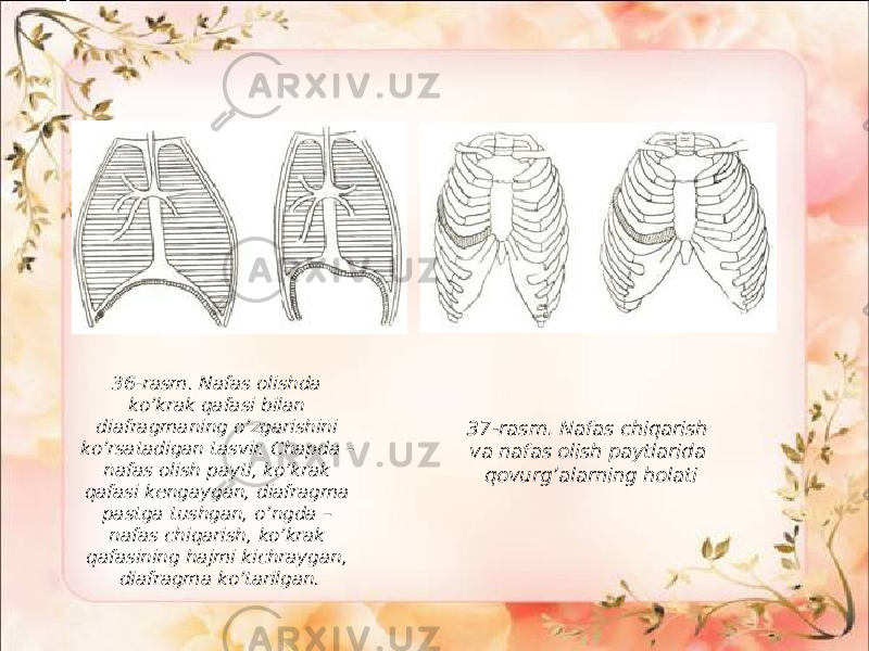 36-rasm. Nafas olishda ko’krak qafasi bilan diafragmaning o’zgarishini ko’rsatadigan tasvir. Chapda – nafas olish payti, ko’krak qafasi kengaygan, diafragma pastga tushgan, o’ngda – nafas chiqarish, ko’krak qafasining hajmi kichraygan, diafragma ko’tarilgan. 37-rasm. Nafas chiqarish va nafas olish paytlarida qovurg’alarning holati 