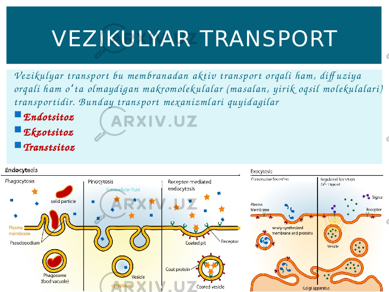 Ve z i k u l y a r t r a n s p o r t b u m e m b r a n a d a n a k t i v t r a n s p o r t o r q a l i h a m , d i ff u z i y a o r q a l i h a m o t a o l m a y d i g a n m a k ro m o l e k u l a l a r ( m a s a l a n , y i r i k o q s i l m o l e k u l a l a r i ) ʻ t r a n s p o r t i d i r. B u n d a y t r a n s p o r t m e xa n i z m l a r i q u y i d a g i l a r  E n d o t s i t o z  E kz o t s i t o z  Tr a n s t s i t o z VEZIKU LYAR TRANSP ORT 
