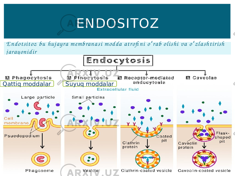 E n d o t s i t o z b u h u j a y r a m e m b r a n a s i m o d d a a t ro fi n i o r a b o l i s h i v a o z l a s h t i r i s h ʻ ʻ j a r a y o n i d i r E NDOSITOZ Qattiq moddalar Suyuq moddalar 