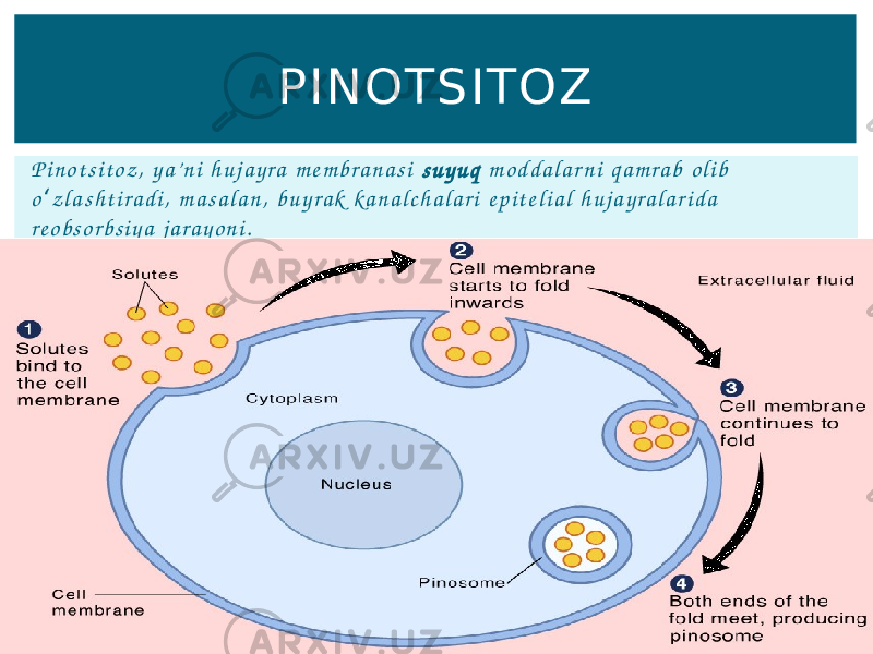 P i n o t s i t o z , y a’ n i h u j a y r a m e m b r a n a s i s u y u q m o d d a l a r n i q a m r a b o l i b o z l a s h t i r a d i , m a s a l a n , b u y r a k ka n a l c h a l a r i e p i t e l i a l h u j a y r a l a r i d a ʻ r e o b s o r b s i y a j a r a y o n i . PINOTSITOZ 