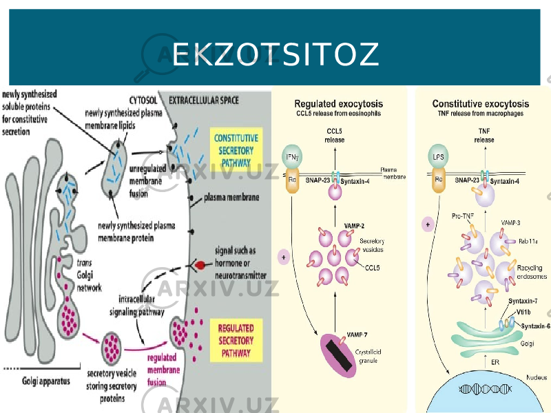 EKZOTSITOZ 