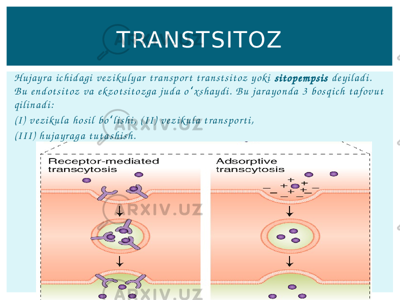 TRANSTSITOZ H u j a y r a i c h i d a g i v e z i k u l y a r t r a n s p o r t t r a n s t s i t o z y o k i s i t o p e m p s i s d e y i l a d i . B u e n d o t s i t o z v a e kz o t s i t o z g a j u d a o x s h a y d i . B u j a r a y o n d a 3 b o s q i c h t a fo v u t ʻ q i l i n a d i : ( I ) v e z i k u l a h o s i l b o l i s h i , ( I I ) v e z i k u l a t r a n s p o r t i , ʻ ( I I I ) h u j a y r a g a t u t a s h i s h . 