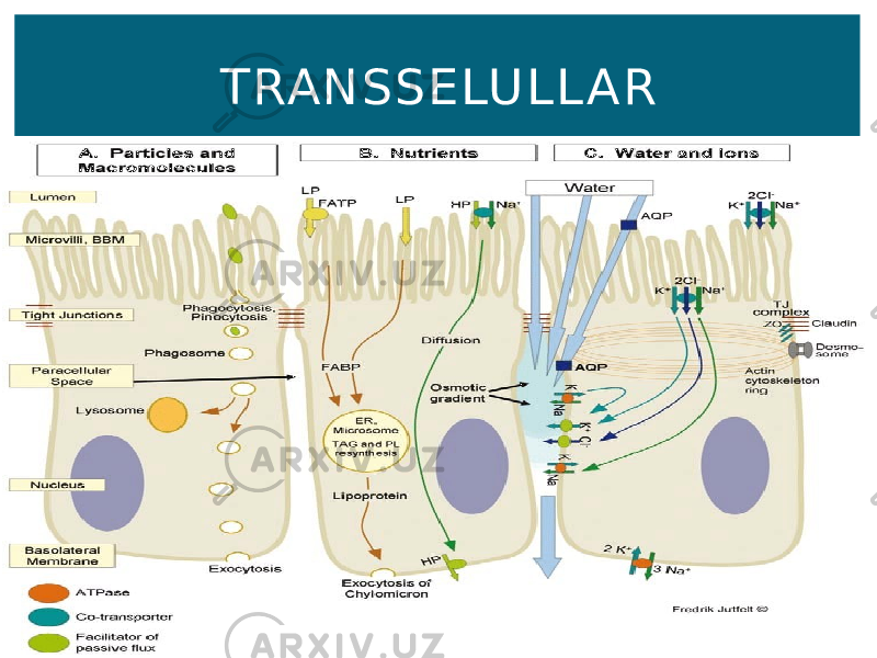 TRANSSELU LL AR 