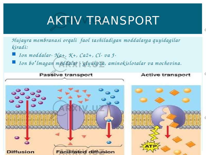 H u j a y r a m e m b r a n a s i o r q a l i fa o l t a s h i l a d i g a n m o d d a l a r g a q u y i d a g i l a r k i r a d i :  I o n m o d d a l a r- N a + , K + , C a 2 + , C l - v a J -  I o n b o l m a g a n m o d d a l a r - g l y u ko z a , a m i n o k i s l o t a l a r v a m o c h e v i n a .ʻ AKTIV TRANSP ORT 