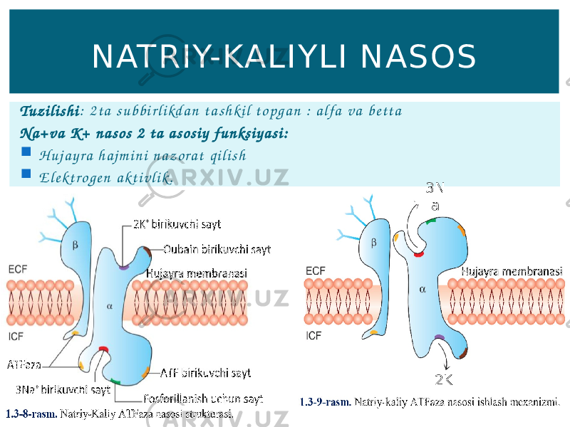Tu z i l i s h i : 2 t a s u b b i r l i kd a n t a s h k i l t o p g a n : a l fa v a b e t t a N a + v a K + n a s o s 2 t a a s o s i y f u n ks i y a s i :  H u j a y r a h a j m i n i n a z o r a t q i l i s h  E l e k t r o g e n a k t i v l i k. NATRIY-KAL IYL I NASOS 3N a 2K 