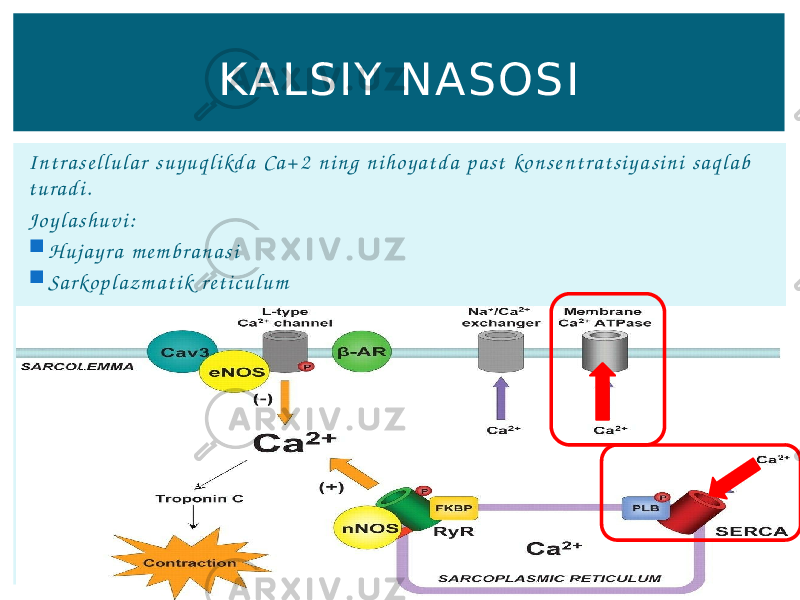 I n t r a s e l l u l a r s u y u q l i kd a C a + 2 n i n g n i h o y a t d a p a s t ko n s e n t r a t s i y a s i n i s a q l a b t u r a d i . J o y l a s h u v i :  H u j a y r a m e m b r a n a s i  S a r ko p l a z m a t i k r e t i c u l u m KALSIY NASOSI 