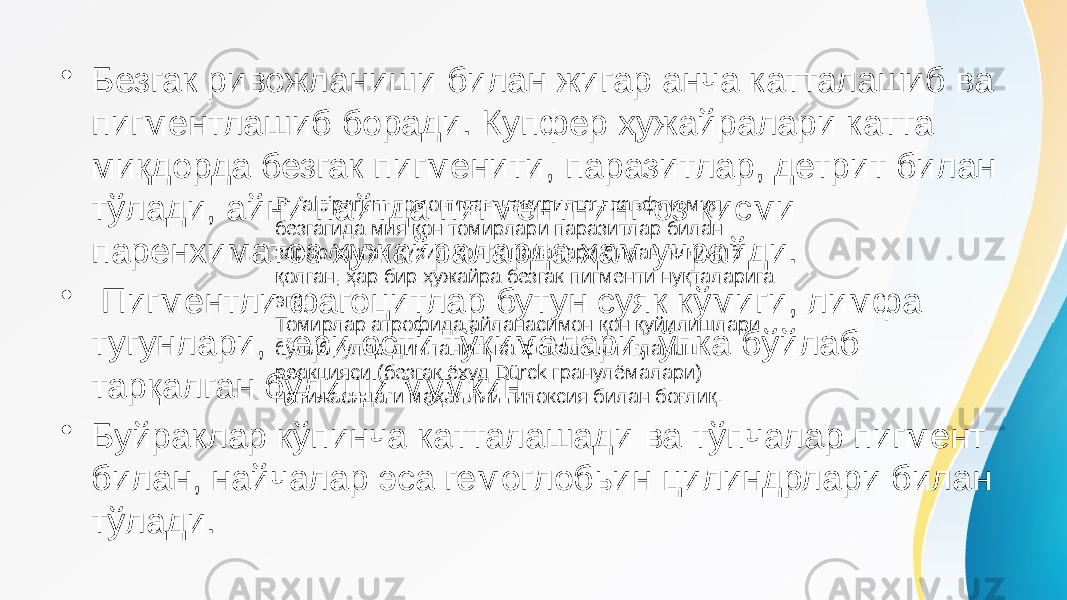 • Безгак ривожланиши билан жигар анча катталашиб ва пигментлашиб боради. Купфер ҳужайралари катта миқдорда безгак пигменити, паразитлар, детрит билан тўлади, айни пайтда пигментнинг оз қисми паренхиматоз ҳужайраларда ҳам учрайди. • Пигментли фагоцитлар бутун суяк кўмиги, лимфа тугунлари, тери ости тўқималари, ўпка бўйлаб тарқалган бўлиши мумкин. • Буйраклар кўпинча катталашади ва тўпчалар пигмент билан, найчалар эса гемоглобьин цилиндрлари билан тўлади. P. falciparum томонидан чақирилган хавфли мия безгагида мия қон томирлари паразитлар билан зарарланган қизил қон таначалари билан тиқилиб қолган, ҳар бир ҳужайра безгак пигменти нуқталарига эга. Томирлар атрофида айланасимон қон қуйилишлари бўлиб, улар димланиш ва фокал яллиғланиш реакцияси (безгак ёхуд Dürck гранулёмалари) натижасидаги маҳаллий гипоксия билан боғлиқ. 