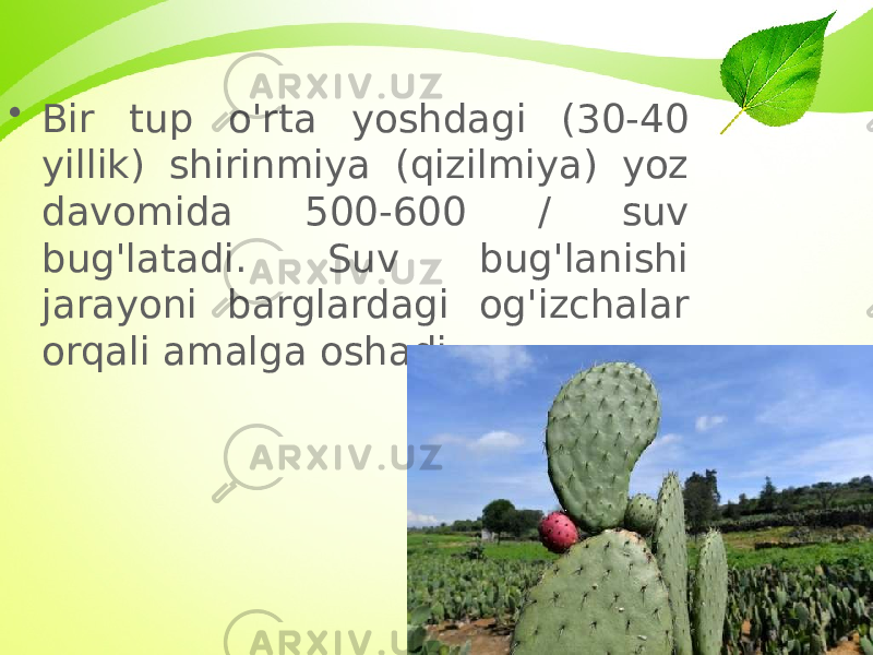 • Bir tup o&#39;rta yoshdagi (30-40 yillik) shirinmiya (qizilmiya) yoz davomida 500-600 / suv bug&#39;latadi. Suv bug&#39;lanishi jarayoni barglardagi og&#39;izchalar orqali amalga oshadi. 