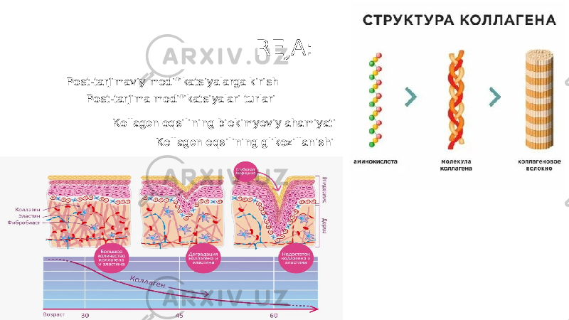 REJA: Post-tarjimaviy modifikatsiyalarga kirish Kollagen oqsilining biokimyoviy ahamiyatiPost-tarjima modifikatsiyalari turlari Kollagen oqsilining glikozillanishi 