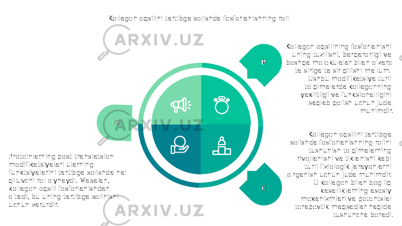 Kollagen oqsilini tartibga solishda fosforlanishning roli A Proteinlarning post-translatsion modifikatsiyalari ularning funktsiyalarini tartibga solishda hal qiluvchi rol o&#39;ynaydi. Masalan, kollagen oqsili fosforlanishdan o&#39;tadi, bu uning tartibga solinishi uchun zarurdir. B Kollagen oqsilining fosforlanishi uning tuzilishi, barqarorligi va boshqa molekulalar bilan o&#39;zaro ta&#39;siriga ta&#39;sir qilishi ma&#39;lum. Ushbu modifikatsiya turli to&#39;qimalarda kollagenning yaxlitligi va funksionalligini saqlab qolish uchun juda muhimdir. C Kollagen oqsilini tartibga solishda fosforlanishning rolini tushunish to&#39;qimalarning rivojlanishi va tiklanishi kabi turli fiziologik jarayonlarni o&#39;rganish uchun juda muhimdir. U kollagen bilan bog&#39;liq kasalliklarning asosiy mexanizmlari va potentsial terapevtik maqsadlar haqida tushuncha beradi. 