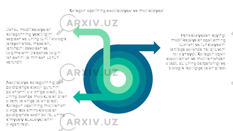 Translatsiyadan keyingi modifikatsiyalar oqsillarning tuzilishi va funktsiyasini tartibga solishda hal qiluvchi rol o&#39;ynaydi. Kollagen oqsili atsetillanish va metillanishdan o&#39;tadi, bu uning barqarorligi va biologik faolligiga ta&#39;sir qiladi. Asetilatsiya kollagenning lizin qoldiqlariga atsetil guruhini qo&#39;shishni o&#39;z ichiga oladi, bu uning boshqa molekulalar bilan o&#39;zaro ta&#39;siriga ta&#39;sir qiladi. Kollagen oqsilining metillanishi o&#39;ziga xos aminokislotalar qoldiqlarida sodir bo&#39;lib, uning kimyoviy xususiyatlarini o&#39;zgartiradi. Kollagen oqsilining asetilatsiyasi va metilatsiyasi Ushbu modifikatsiyalar kollagenning yaxlitligini saqlash va uning turli fiziologik jarayonlarda, masalan, jarohatni davolash va to&#39;qimalarni tiklashda to&#39;g&#39;ri ishlashini ta&#39;minlash uchun zarurdir. 