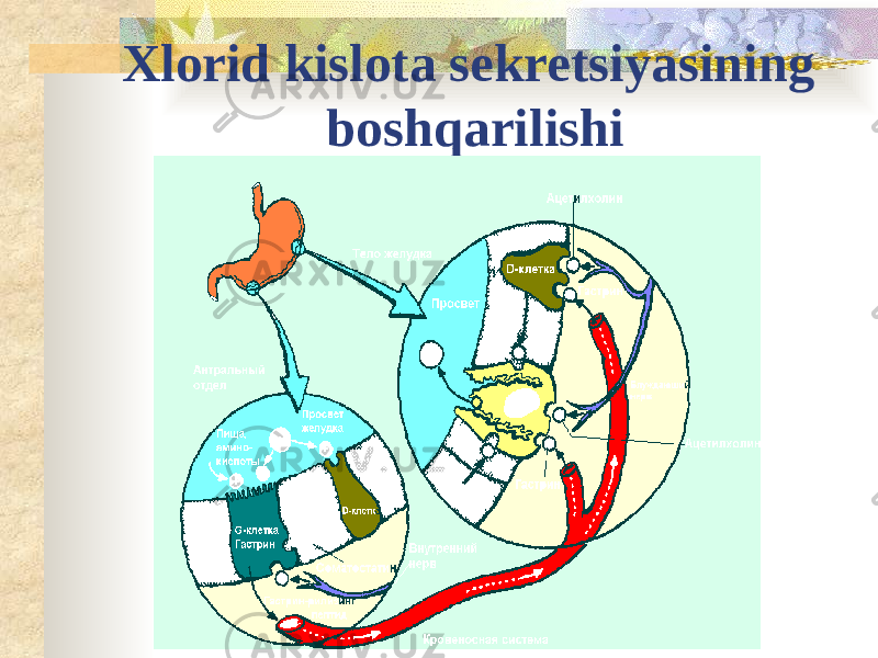 Xlorid kislota sekretsiyasining boshqarilishi 