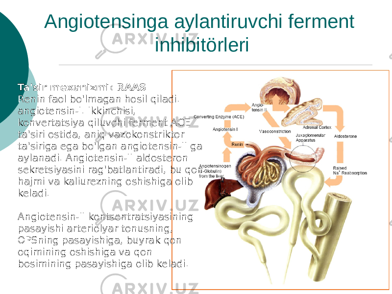 Angiotensinga aylantiruvchi ferment inhibitörleri Ta&#39;sir mexanizmi: RAAS Renin faol bo&#39;lmagan hosil qiladi. angiotensin-I. Ikkinchisi, konvertatsiya qiluvchi ferment ACE ta&#39;siri ostida, aniq vazokonstriktor ta&#39;siriga ega bo&#39;lgan angiotensin-II ga aylanadi. Angiotensin-II aldosteron sekretsiyasini rag&#39;batlantiradi, bu qon hajmi va kaliurezning oshishiga olib keladi. Angiotensin-II kontsentratsiyasining pasayishi arteriolyar tonusning, OPSning pasayishiga, buyrak qon oqimining oshishiga va qon bosimining pasayishiga olib keladi. 