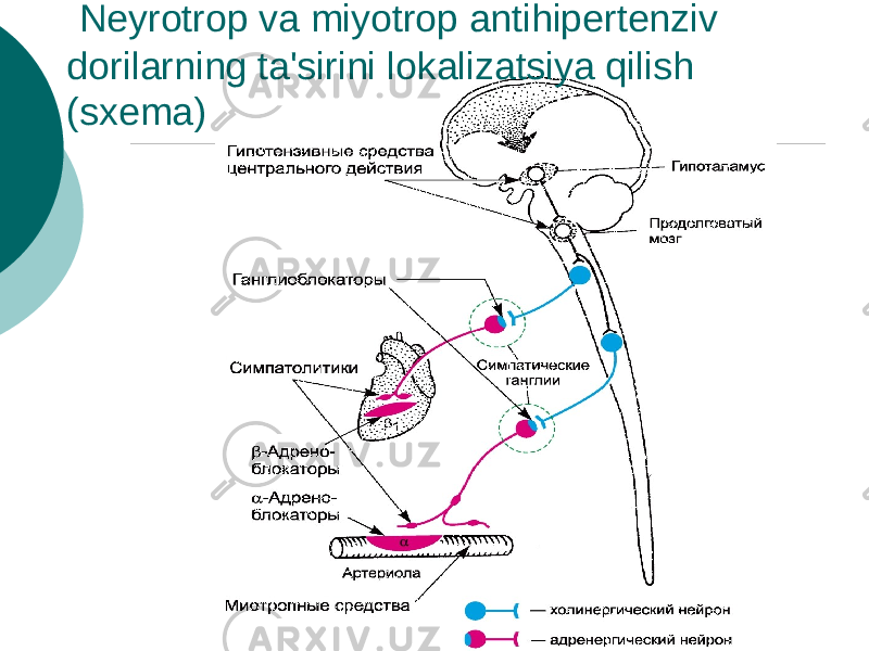  Neyrotrop va miyotrop antihipertenziv dorilarning ta&#39;sirini lokalizatsiya qilish (sxema) 