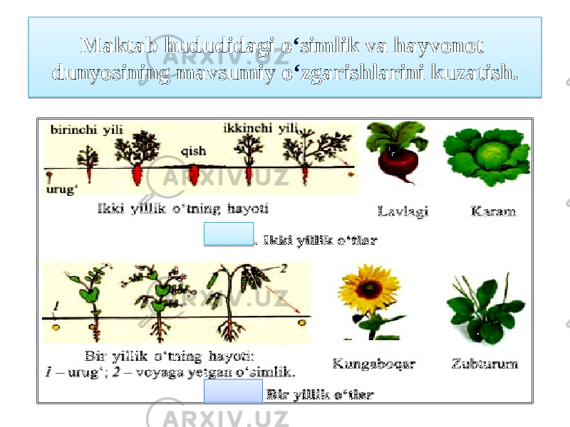 Maktab hududidagi o ʻ simlik va hayvonot dunyosining mavsumiy o ʻ zgarishlarini kuzatish.1103120F0313080A 0C 09060405 14 0C 170B0318 