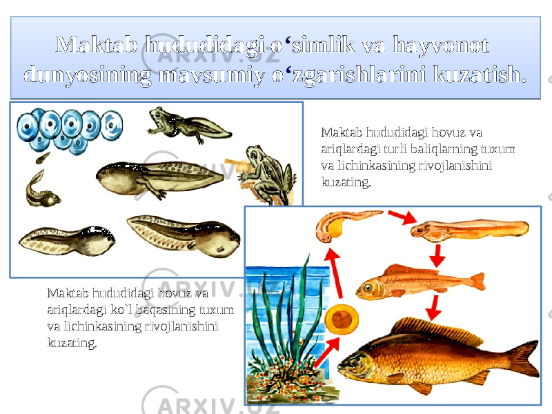 Maktab hududidagi o ʻ simlik va hayvonot dunyosining mavsumiy o ʻ zgarishlarini kuzatish. Maktab hududidagi hovuz va ariqlardagi ko`l baqasining tuxum va lichinkasining rivojlanishini kuzating. Maktab hududidagi hovuz va ariqlardagi turli baliqlarning tuxum va lichinkasining rivojlanishini kuzating.11 0C 09 14 0C 17 