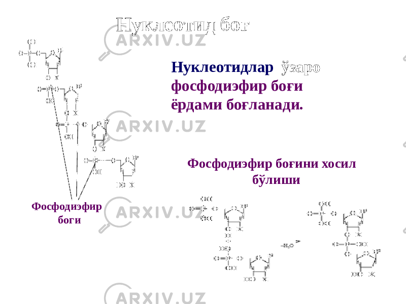 Нуклеотид боғ Нуклеотидлар ўзаро фосфодиэфир боғи ёрдами боғланади. Фосфодиэфир боғини хосил бўлиши Фосфодиэфир боги 