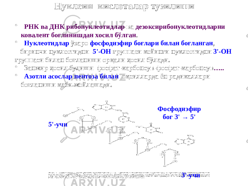 Нуклеин кислоталар тузилиши • РНК ва ДНК рибонуклеотидлар ва дезоксирибонуклеотидларни ковалент боғлинишдан хосил бўлган . • Нуклеотидлар ўзаро фосфодиэфир боғлари билан боғланган , биринчи нуклеотидни 5 &#39;-ОН группаси кейинги нуклеотидни 3&#39;-ОН группаси билан боғланиши орқали ҳосил бўлади. • Занжир ҳосил булиши фосфат-карбонсув-фосфат-карбонсув ….. • Азотли асослар пентоза билан оқсилларда ён радикаллари боғланиши каби жойлашади. 5&#39;-учи 3&#39;-учиФосфодиэфир бог 3&#39; → 5&#39; 