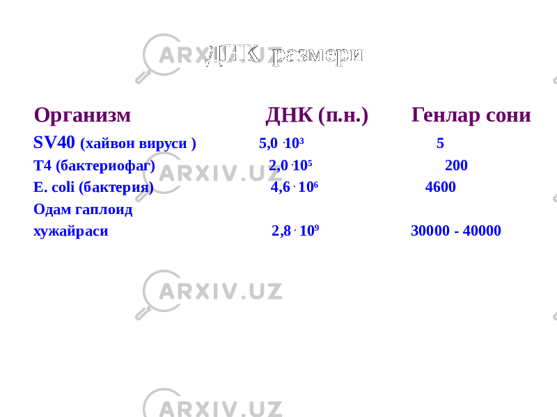  ДНК размери Организм ДНК (п.н.) Генлар сони SV40 (хайвон вируси ) 5,0 ּ10³ 5 Т4 (бактериофаг) 2,0 ּ 10 5 200 E. сoli (бактерия) 4,6 ּ 10 6 4600 Одам гаплоид хужайраси 2,8 ּ 10 9 30000 - 40000 