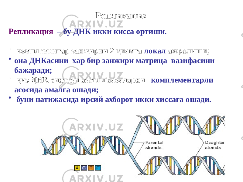 Репликация Репликация – бу ДНК икки кисса ортиши. • комплементар занжирни 2 қисмга локал ажралиши; • она ДНКасини хар бир занжири матрица вазифасини бажаради; • қиз ДНК синтези азотли асосларни комплементарли асосида амалга ошади; • буни натижасида ирсий ахборот икки хиссага ошади. 