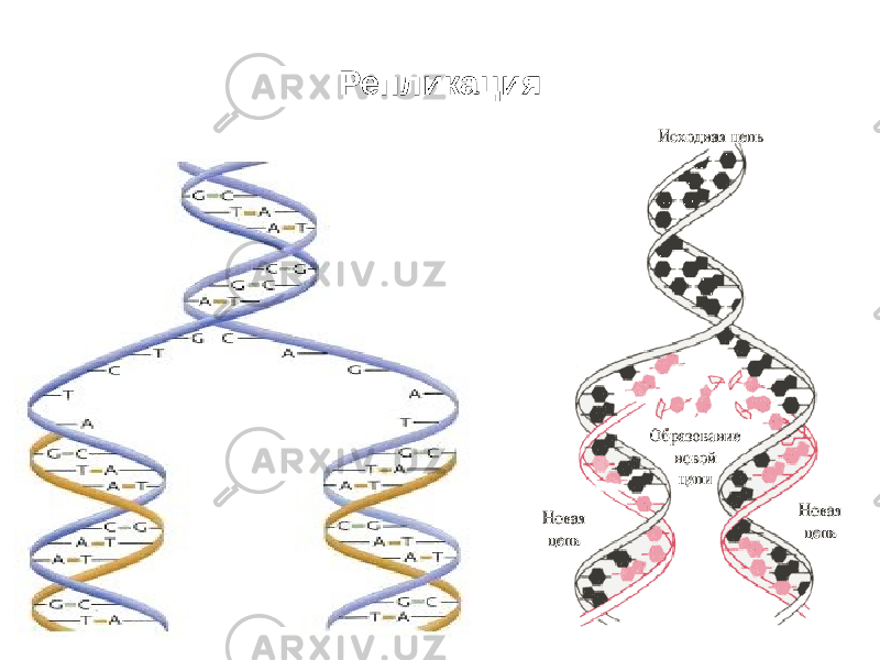 Репликация 