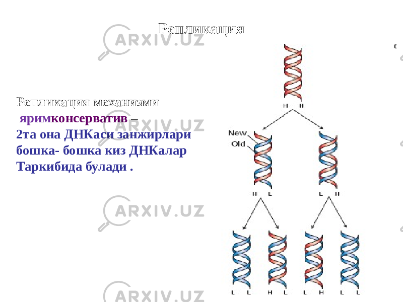 Репликация Репликация механизми ярим консерватив – 2та она ДНКаси занжирлари бошка- бошка киз ДНКалар Таркибида булади . 