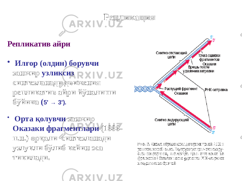 Репликация Репликатив айри • Илғор (олдин) борувчи занжир узликсиз синтезланади движения репликатив айри йўналиши бўйича ( 5&#39; → 3&#39;). • Орта қолувчи занжир Оказаки фрагментлари (1000 п.н.) орқали синтезланади узлукли бўлиб кейин эса тикилади. 