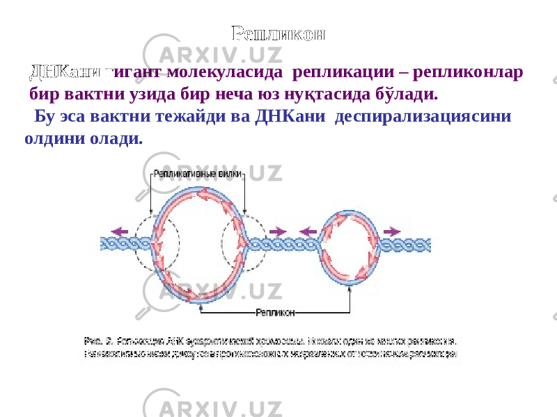 Репликон ДНКани г игант молекуласида репликации – репликонлар бир вактни узида бир неча юз нуқтасида бўлади. Бу эса вактни тежайди ва ДНКани деспирализациясини олдини олади. 