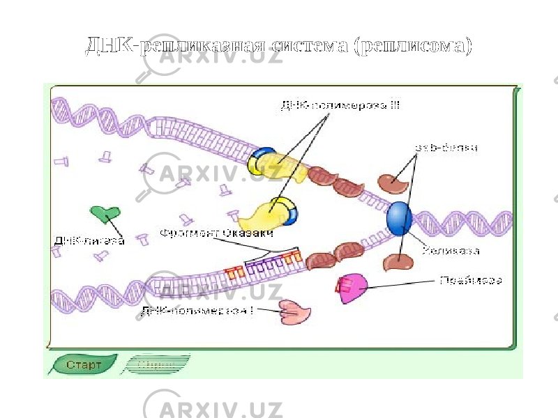 ДНК-репликазная система (реплисома) 