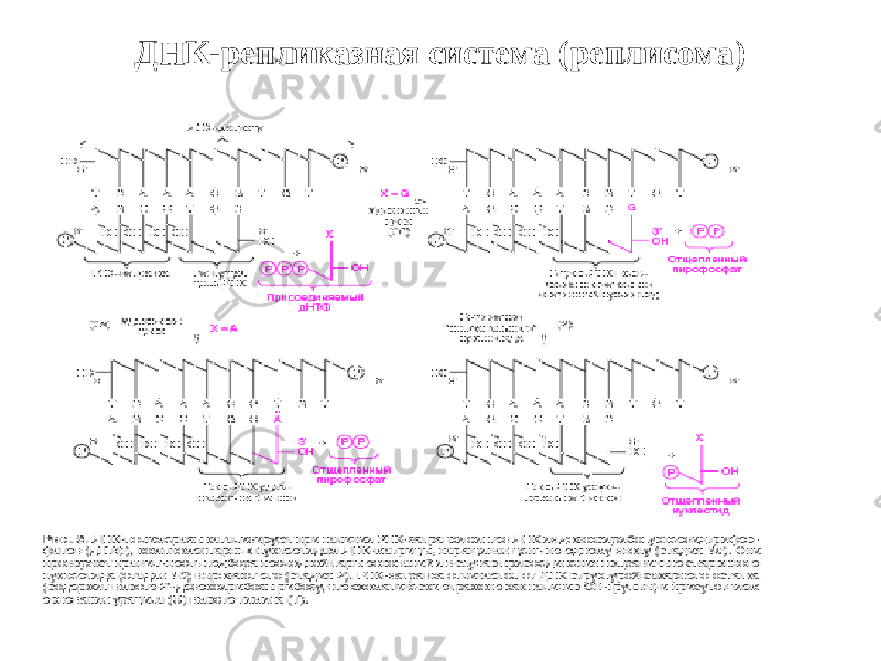 ДНК-репликазная система (реплисома) 