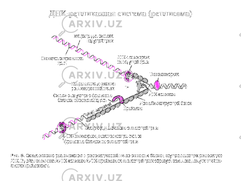 ДНК-репликазная система (реплисома) 