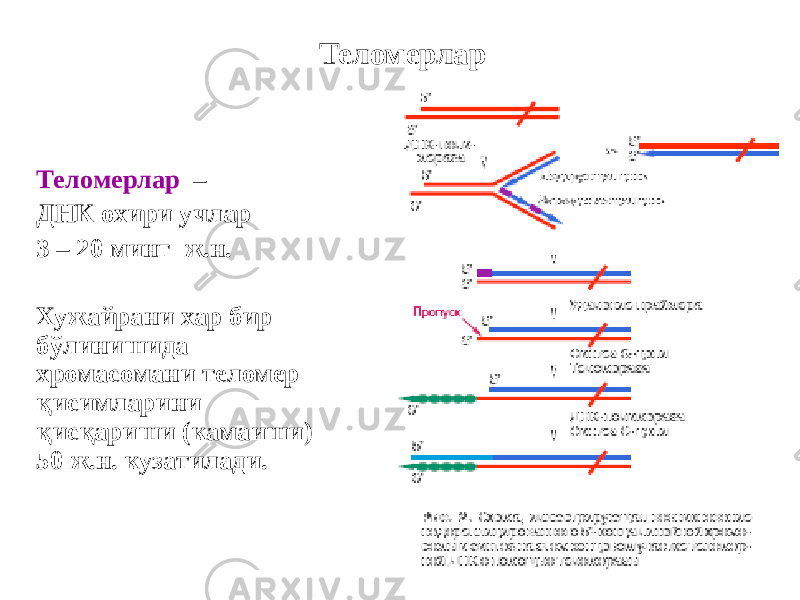 Теломерлар Теломерлар – ДНК охири учлар 3 – 20 минг ж.н. Хужайрани хар бир бўлинишида хромасомани теломер қисимларини қисқариши (камаиши) 50 ж.н. кузатилади. 