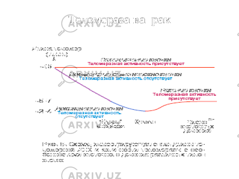 Теломераза ва рак 