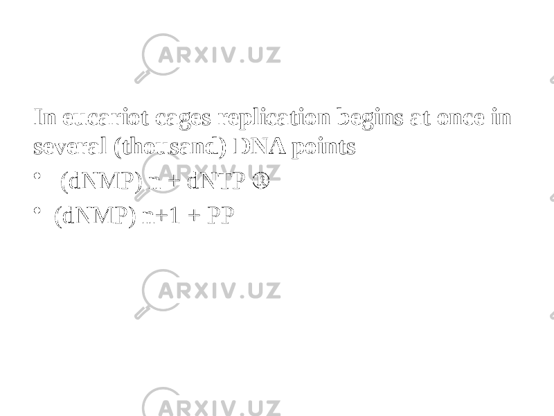 In eucariot cages replication begins at once in several (thousand) DNA points • (dNMP) n + dNTP ® • (dNMP) n+1 + PP 