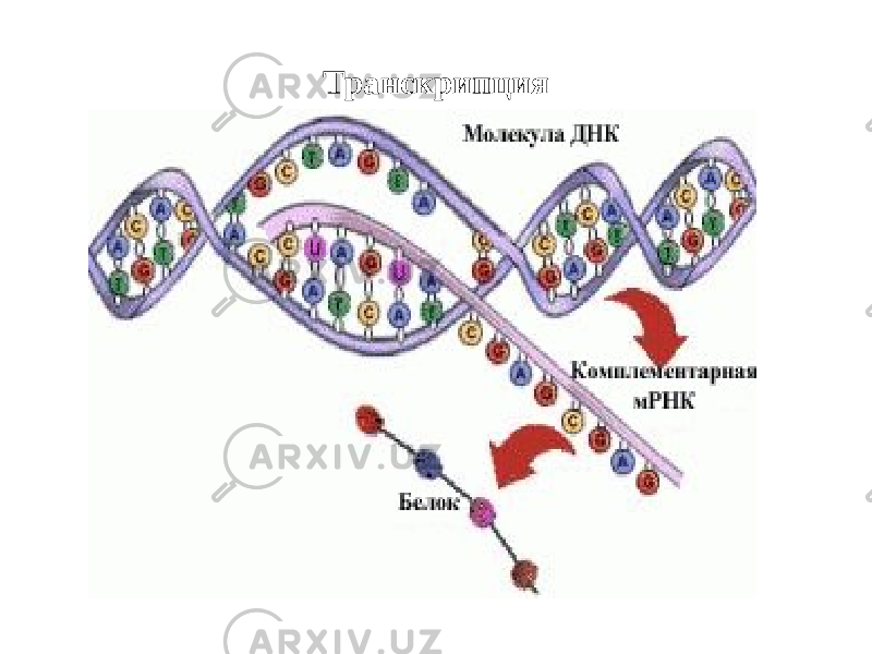 Транскрипция 