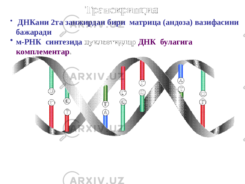 Транскрипция • ДНКани 2та занжирдан бири матрица (андоза) вазифасини бажаради • м-РНК синтезида нуклеотидлар ДНК булагига комплементар . 