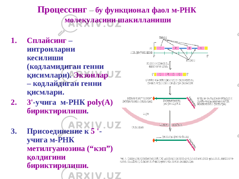 Процессинг – бу функционал фаол м-РНК молекуласини шакилланиши 1. Сплайсинг – интронларни кесилиши (кодламидиган генни қисимлари). Экзонлар – кодлайдиган генни қисмлари. 2. 3&#39; -учига м-РНК poly(A) бириктирилиши . 3. Присоединение к 5 &#39; - учига м-РНК метилгуанозина (“кэп”) қолдигини бириктирилиши. 