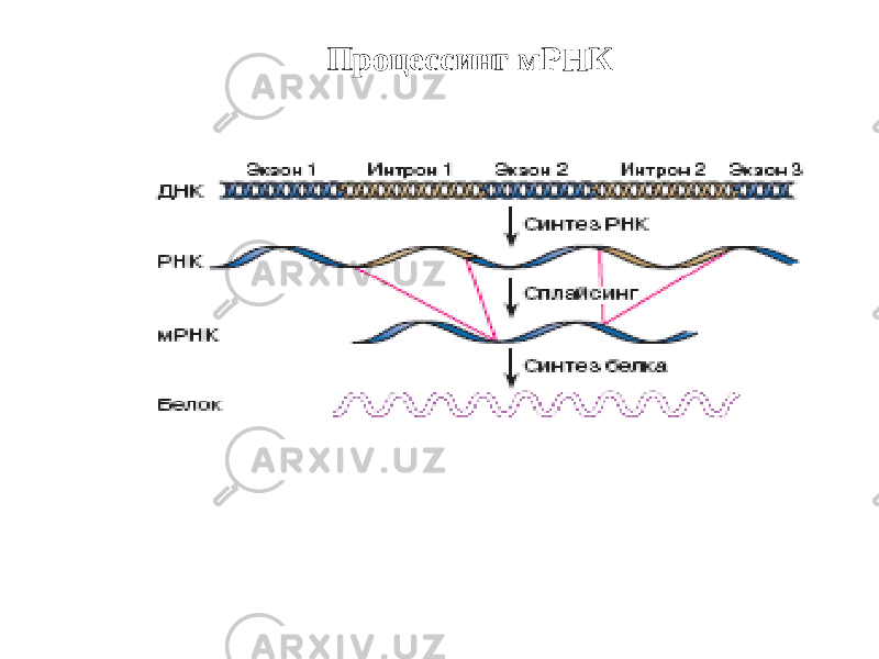 Процессинг мРНК 
