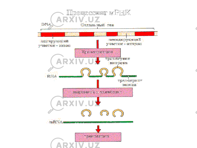 Процессинг мРНК 