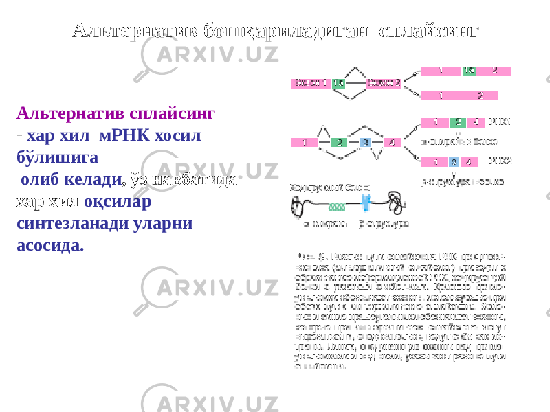 Альтернатив бошқариладиган сплайсинг Альтернатив сплайсинг - хар хил мРНК хосил бўлишига олиб келади , ўз навбатида хар хил оқсилар синтезланади уларни асосида. 