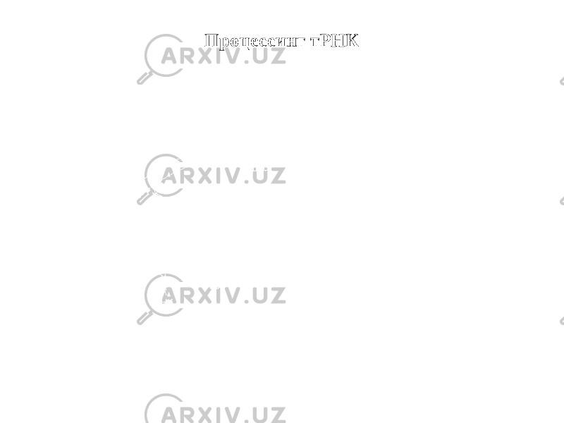 Процессинг тРНК 