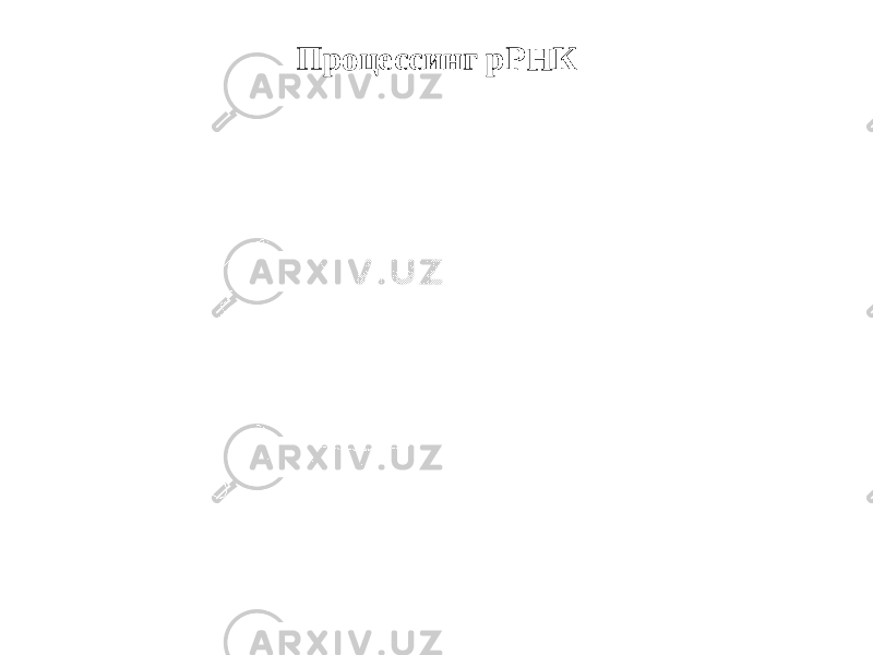 Процессинг рРНК 