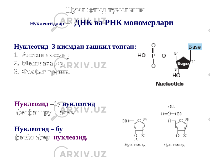 Нуклеотид тузилиши Нуклеотидлар – ДНК ва РНК мономерлари . Нуклеотид 3 кисмдан ташкил топган: 1. Азотли асослар 2. Моносахарид 3. Фосфат группа Нуклеозид –бу нуклеотид фосфат группасиз. Нуклеотид – бу фосфоэфир нуклеозид. 