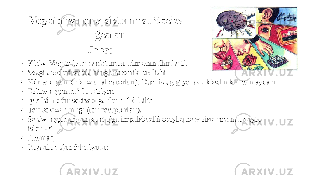 Vegetativ nerv sisteması. Seziw aǵzalar Joba: • Kiriw. Vegetativ nerv sisteması hám onıń áhmiyeti. • Sezgi a’zolari va ularning anatomik tuzilishi. • Kóriw organi (kóriw analizatorları). Dúzilisi, gigiyenası, kózdiń kóriw maydanı. • Esitiw organınıń funktsiyası. • Iyis hám dám seziw organlarınıń dúzilisi • Teri seziwsheńligi (teri receptorları). • Seziw organlarınan keletuģın impulslerdiń oraylıq nerv sistemasında qayta isleniwi. • Juwmaq • Paydalanılǵan ádebiyatlar 